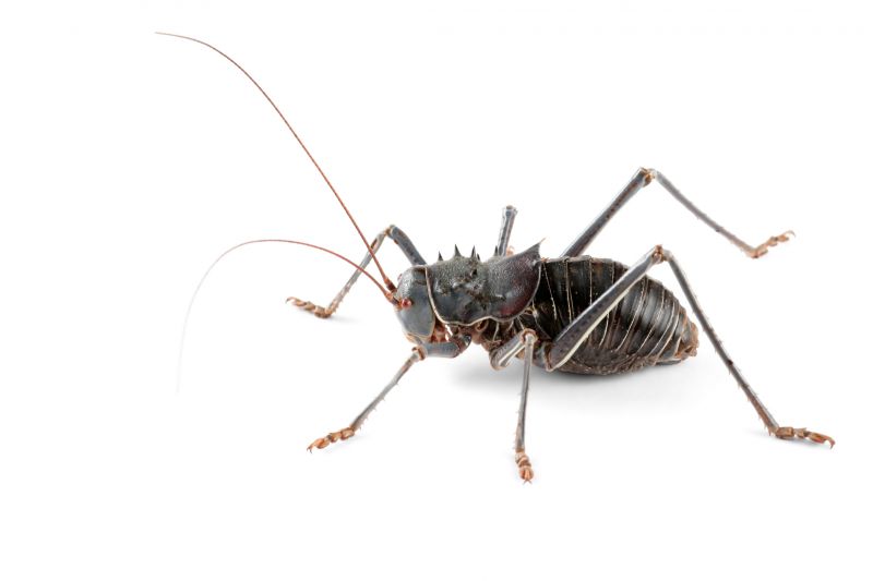 Cricket Control Service in Frisco, TX