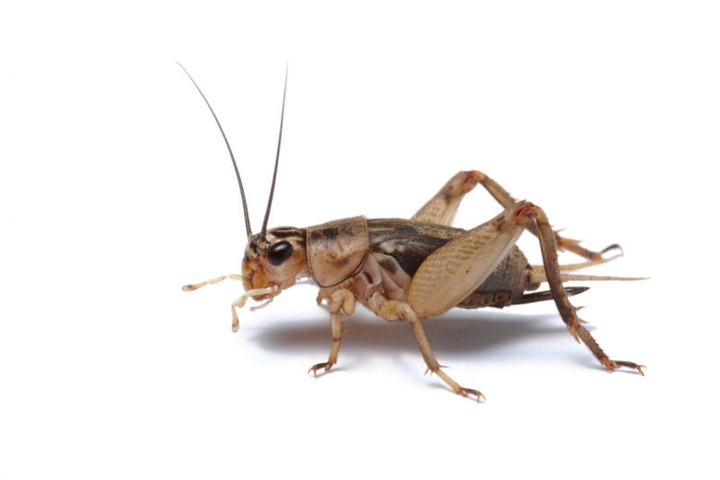 Cricket Control Service in Denton, TX