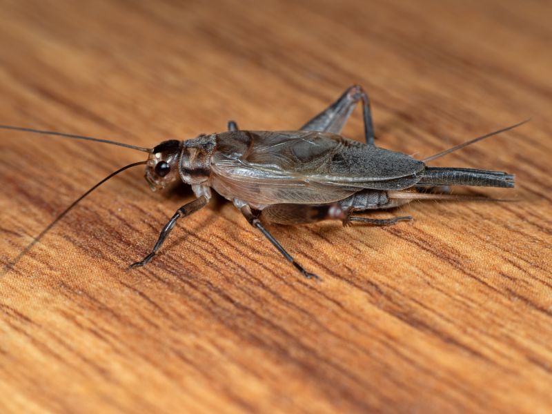 Cricket Prevention in Frisco, TX