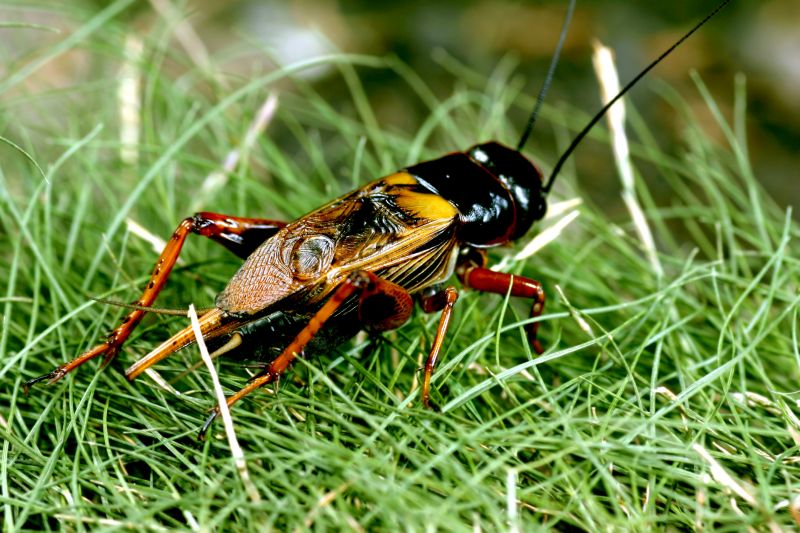 Cricket Prevention in Mckinney, TX