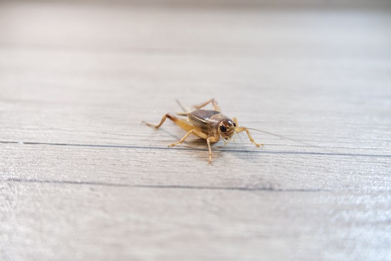 Cricket Prevention in Fort Worth, TX