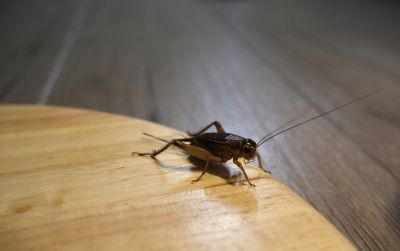 Cricket Prevention in Denton, TX