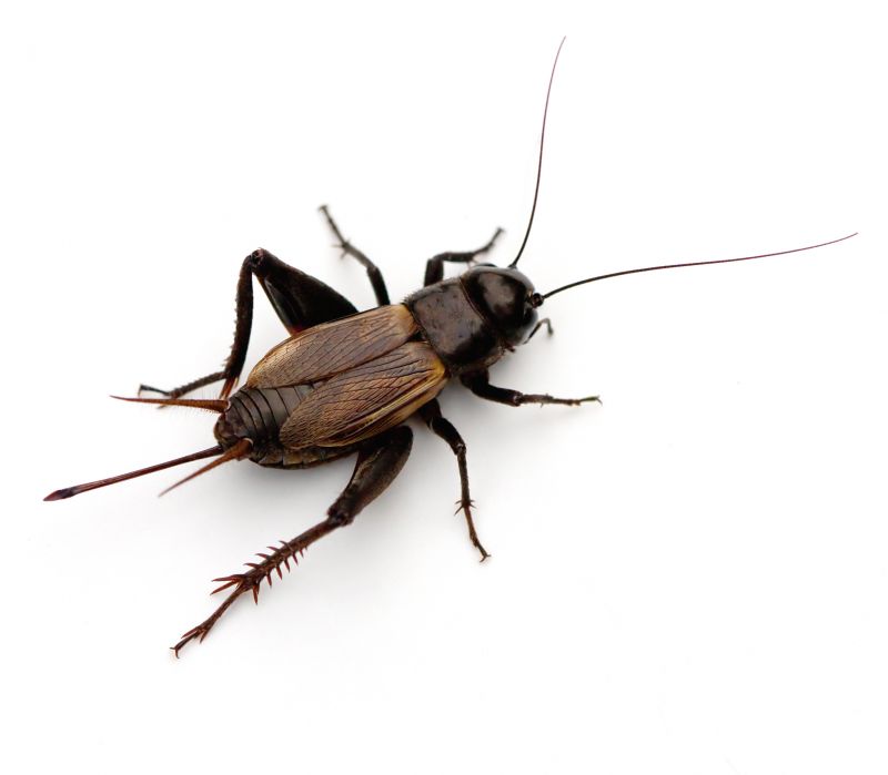 Cricket Prevention in New Braunfels, TX