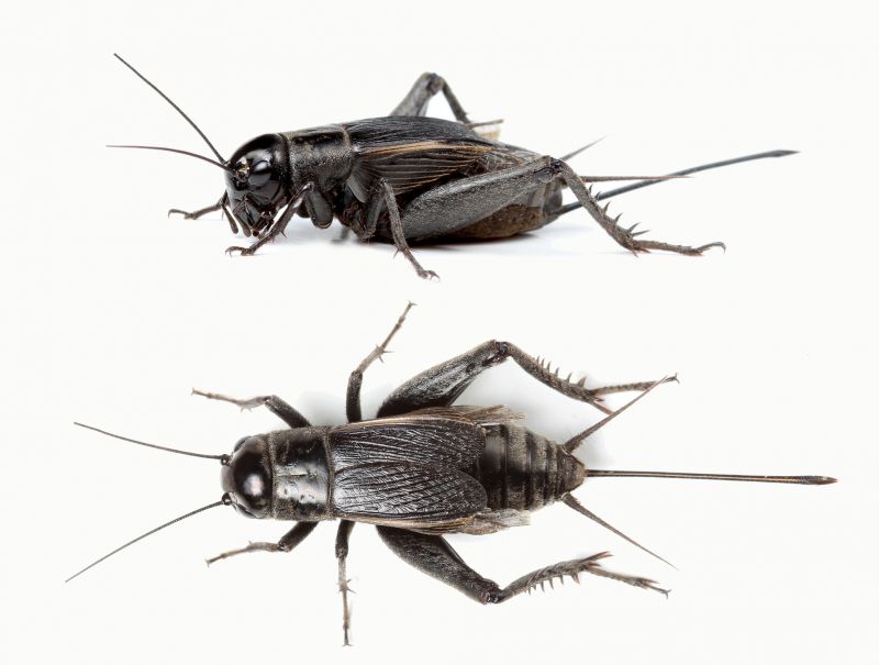 Cricket Prevention in Rockwall, TX