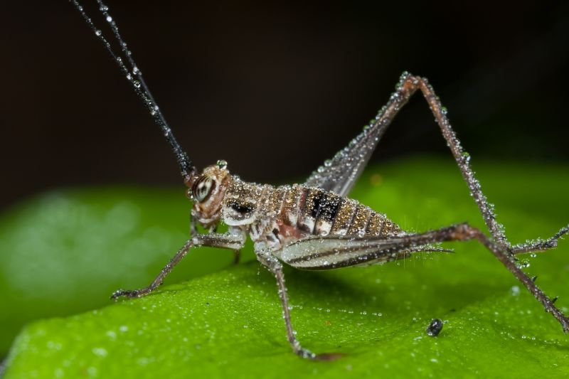 Cricket Removal Service in New Braunfels, TX