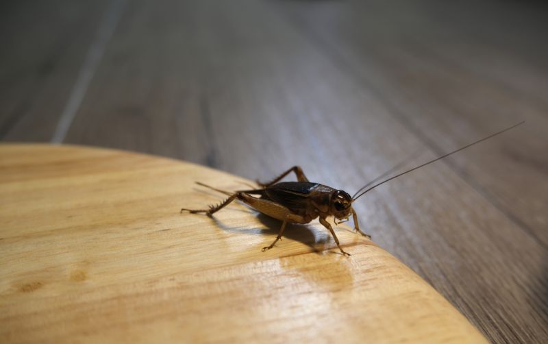 Cricket Removal Service in Fort Worth, TX