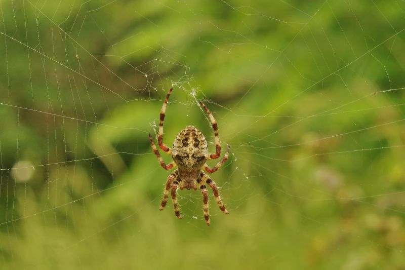 Cross Spider Extermination in New Braunfels, TX