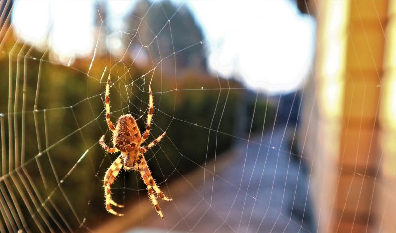 Cross Spider Extermination in Katy, TX