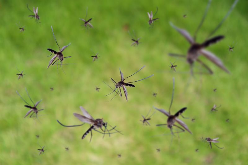 Fly Control Service in Denton, TX