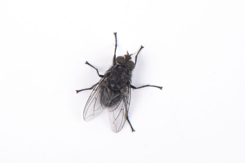 Fly Control Service in Denton, TX
