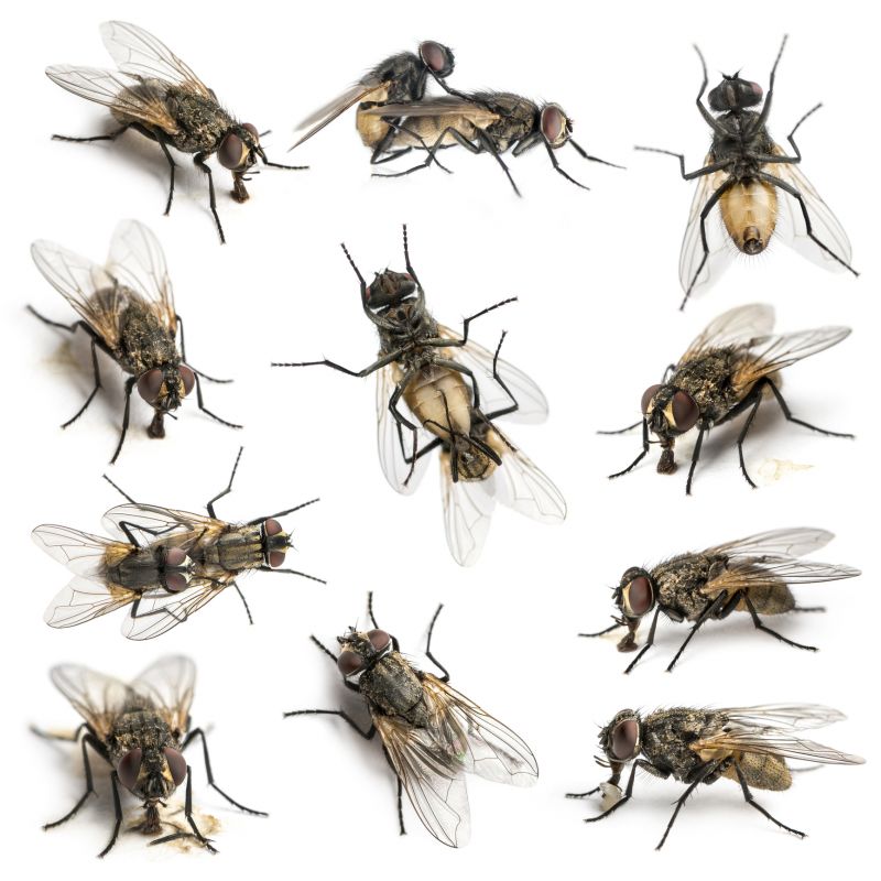 Fly Control Service in New Braunfels, TX
