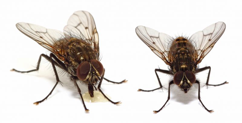 Fly Control Service in Arlington, TX