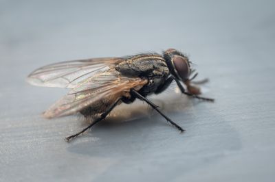 Fly Control Service in Katy, TX