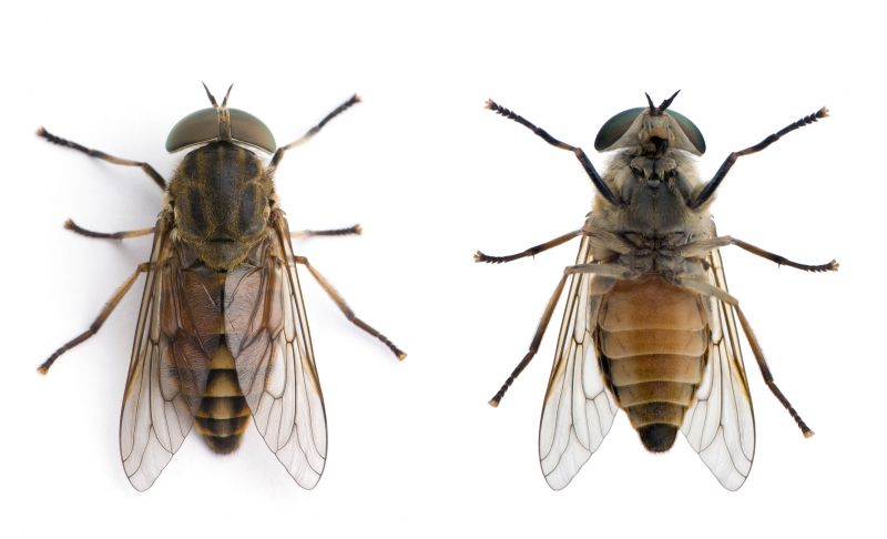 Fly Control Service in Fort Worth, TX