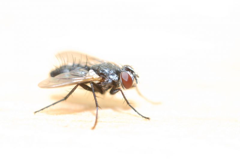 Fly Infestation Extermination in Denton, TX