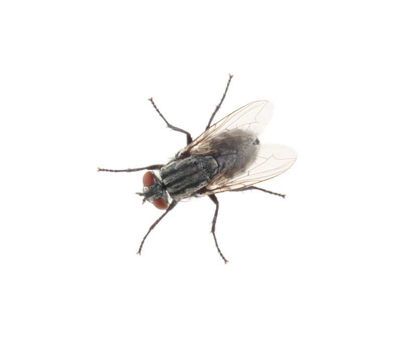 Fly Infestation Extermination in Mckinney, TX