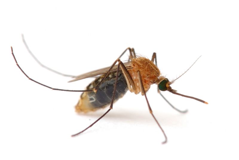 Fly Pest Control in Frisco, TX
