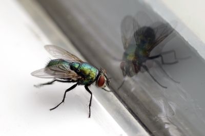 Fly Pest Control in Arlington, TX