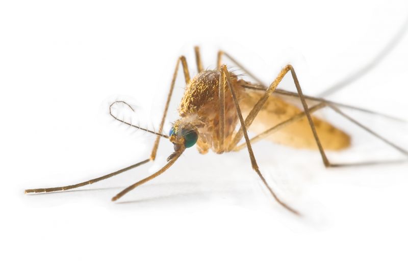 Fly Pest Control in Rockwall, TX