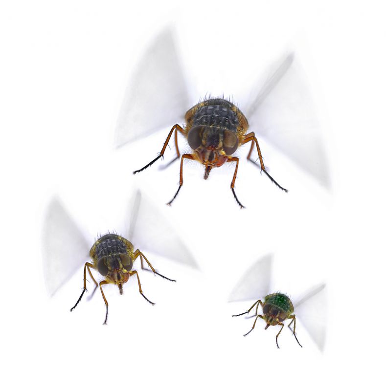 Fruit Fly Extermination in Fort Worth, TX