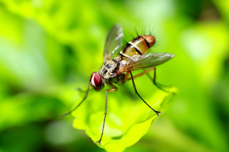 Fruit Fly Extermination in New Braunfels, TX
