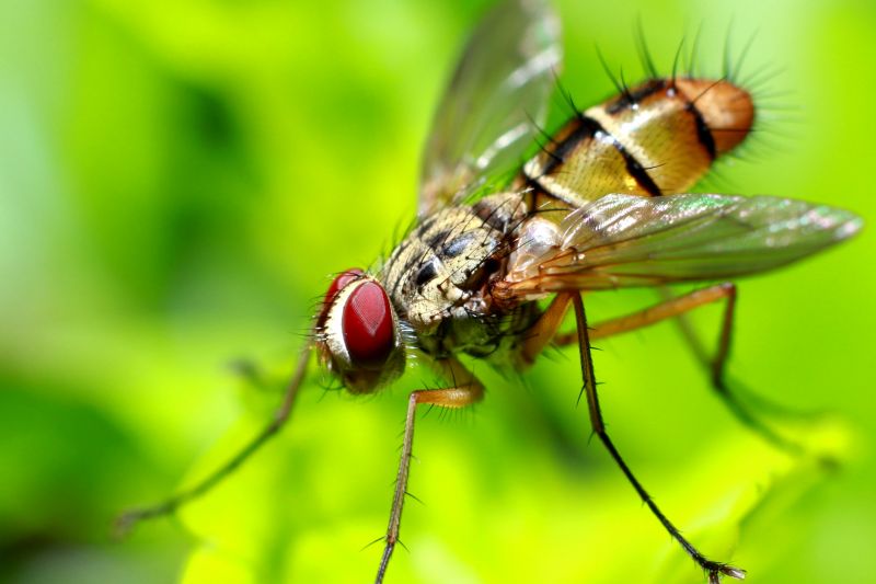 Fruit Fly Extermination in Rockwall, TX