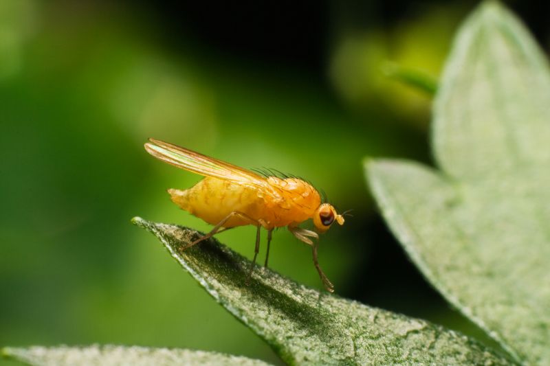 Fruit Fly Extermination in Katy, TX