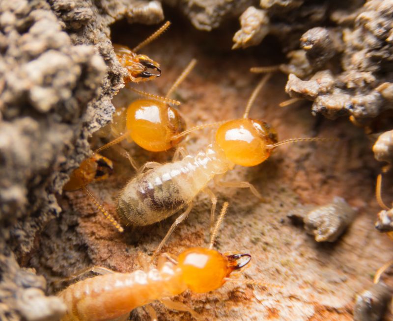 Termite Swarm