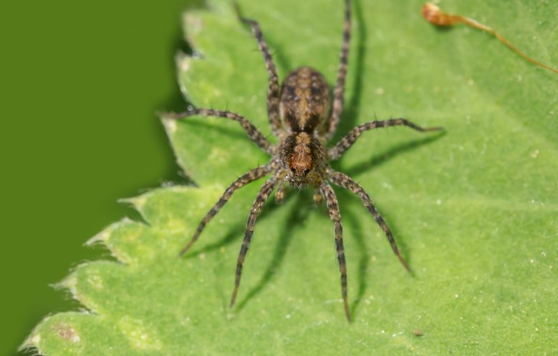 Hobo Spider Extermination in Fort Worth, TX