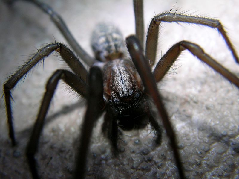 Hobo Spider Extermination in New Braunfels, TX