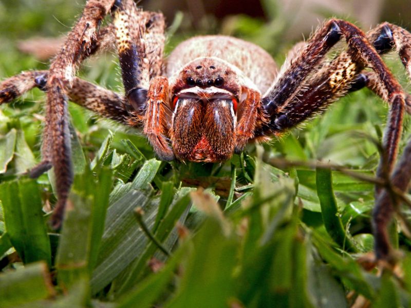 Huntsman Spider Extermination in Mckinney, TX