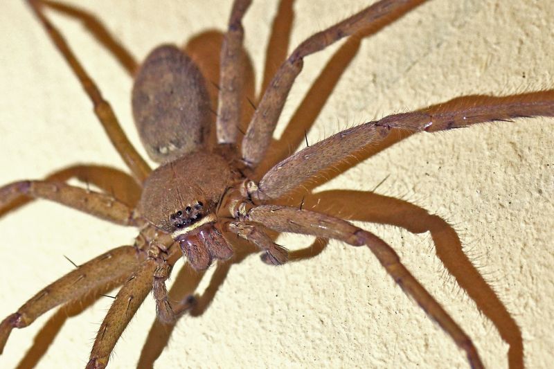 Huntsman Spider Extermination in Fort Worth, TX