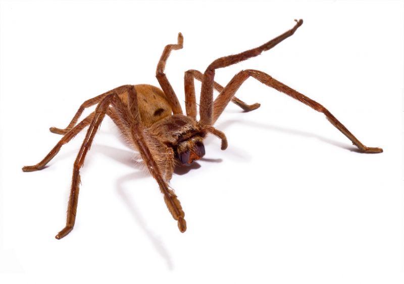 Huntsman Spider Extermination in Katy, TX