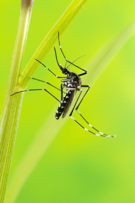 Mosquito Control Service in Frisco, TX
