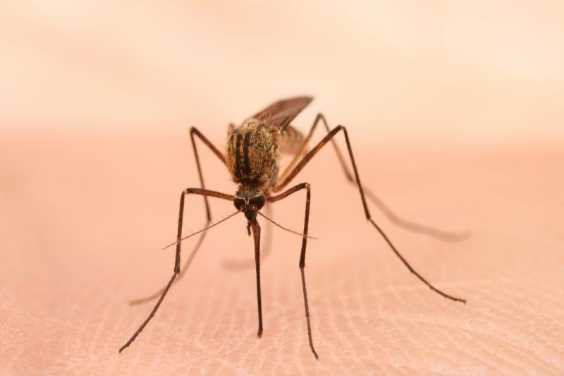 Mosquito Control Service in Arlington, TX