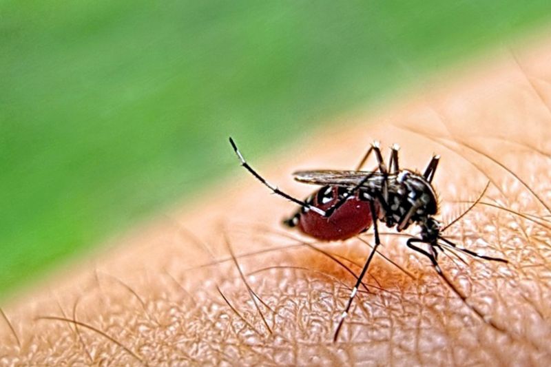 Mosquito Control Service in Katy, TX