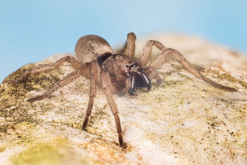 Mouse Spider Extermination in Mckinney, TX
