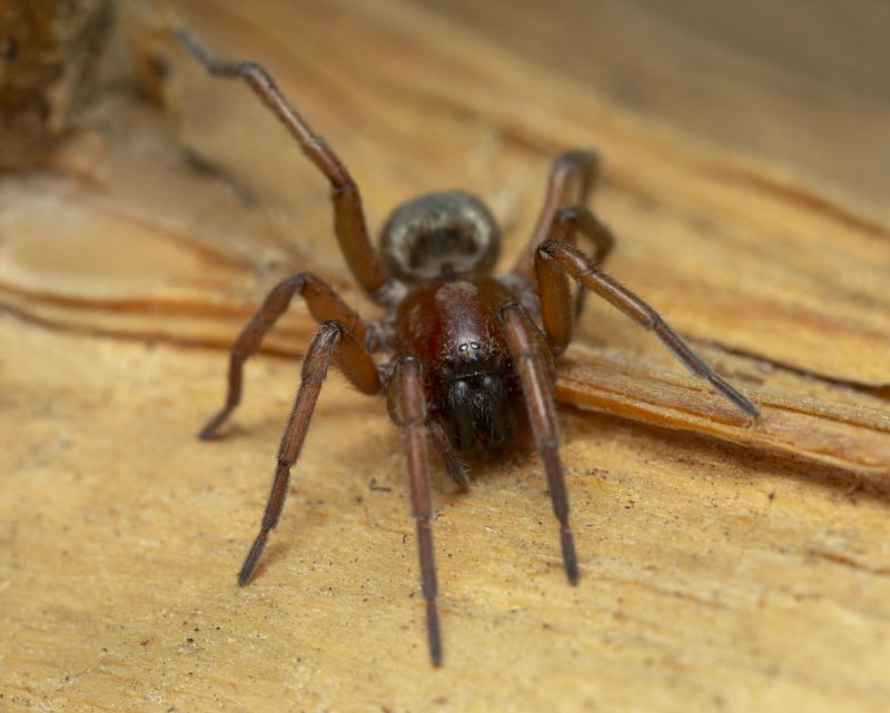 Mouse Spider Extermination in Rockwall, TX