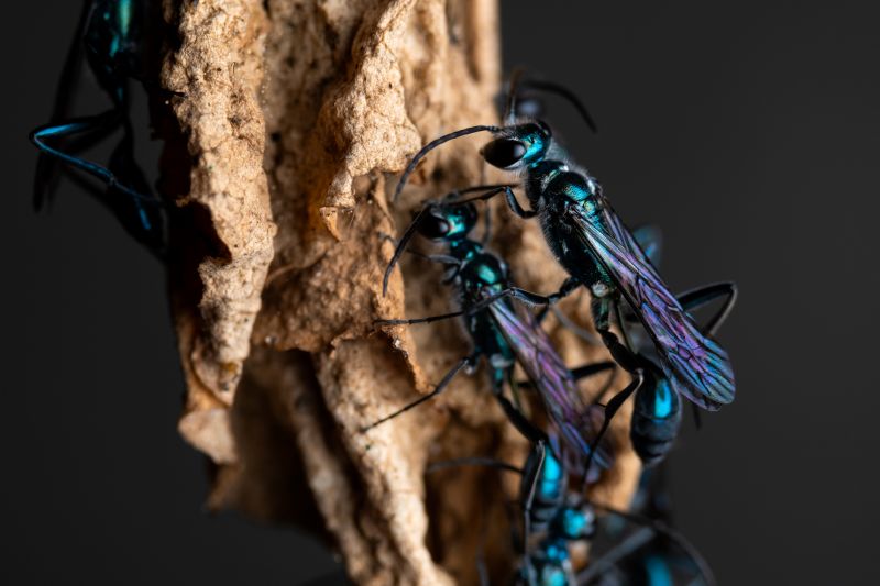 Mud Dauber Extermination in Katy, TX