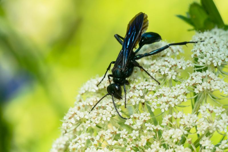 Mud Dauber Extermination in Frisco, TX
