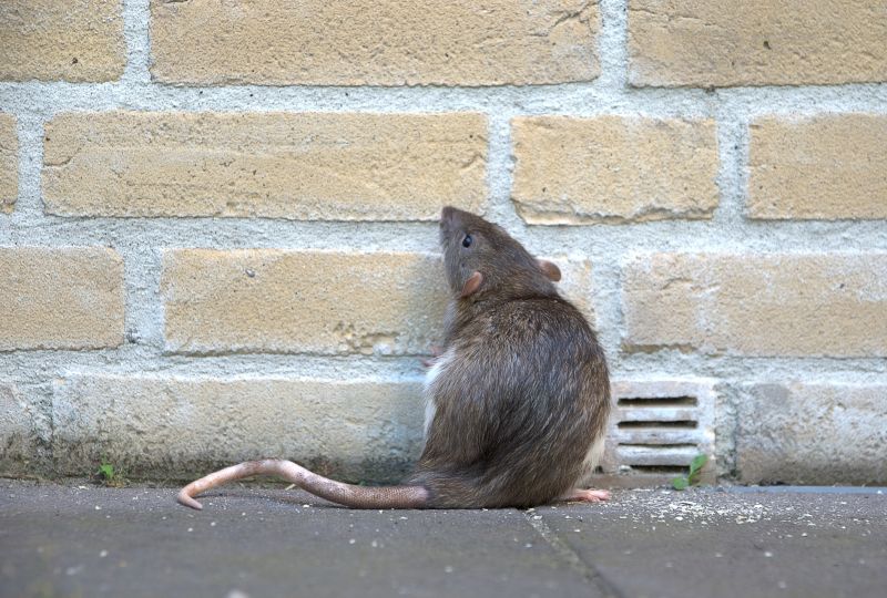 Rat Fumigation Service in Fort Collins, CO