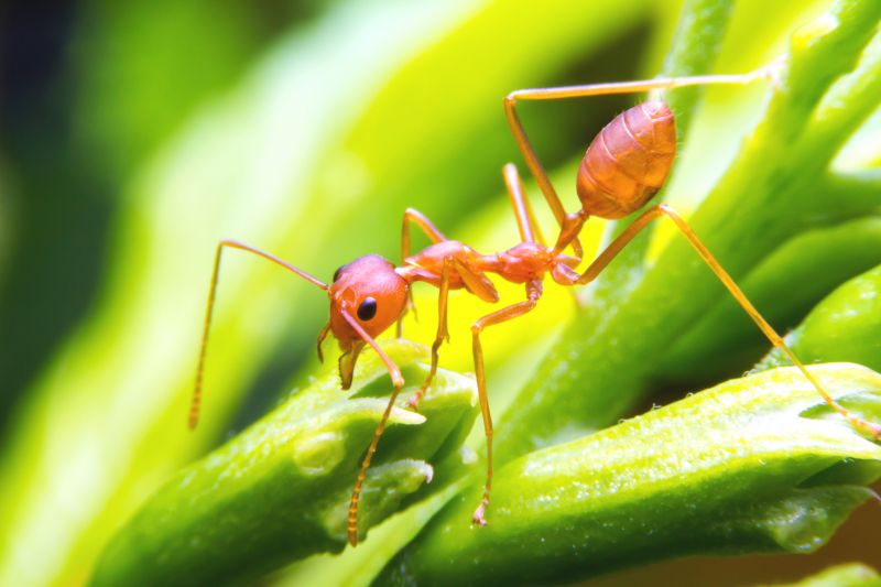 Red Ant Extermination in New Braunfels, TX