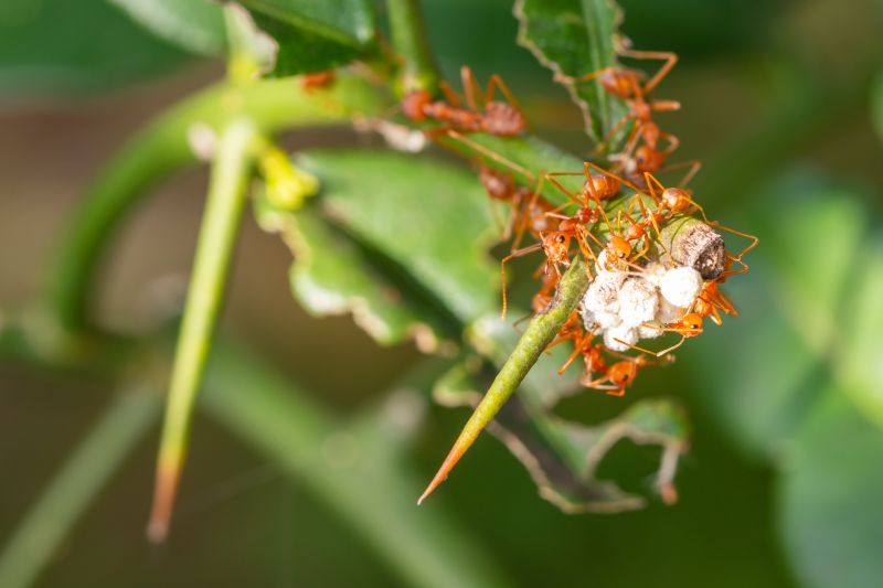 Red Ant Extermination in Frisco, TX