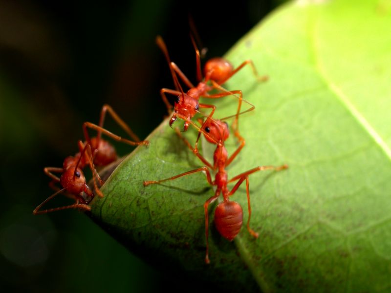 Red Ant Extermination in Denton, TX