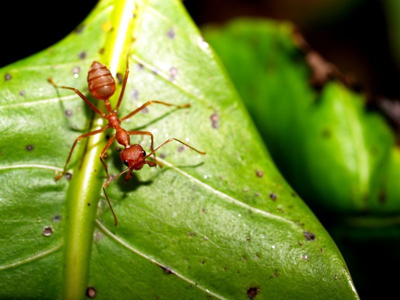 Red Ant Extermination in Katy, TX