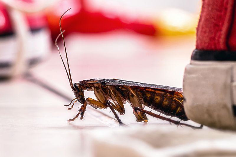 Roach Fumigation in Toledo, OH