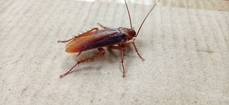 Roach Fumigation in Fort Collins, CO