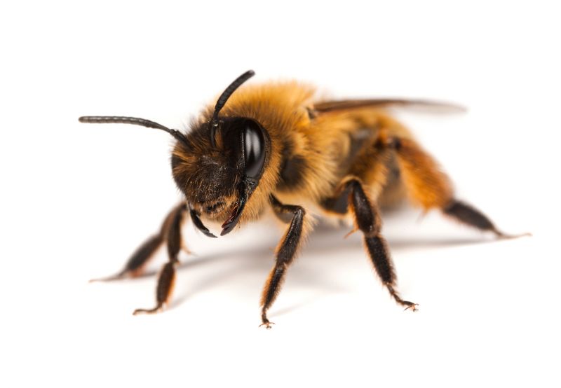 Seasonal Bee Activity And When Pest Control Is Most Effective