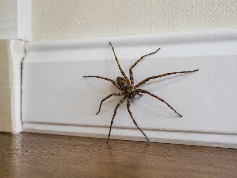 Spider Control Service in Frisco, TX