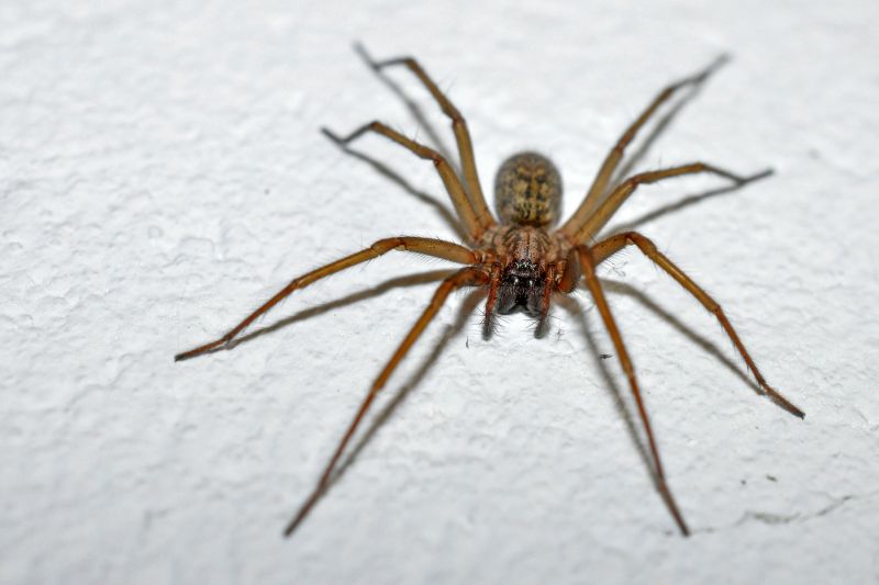 Spider Control Service in Denton, TX